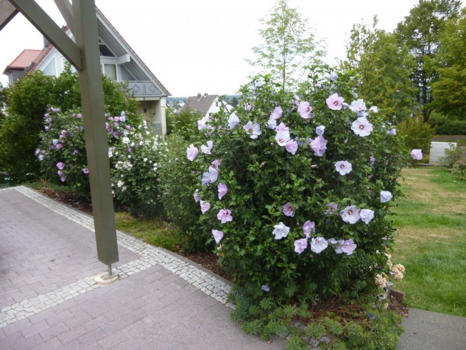 Impression Sommer 2 Einfamilienhaus Wettenberg / Krofdorf-Gleiberg